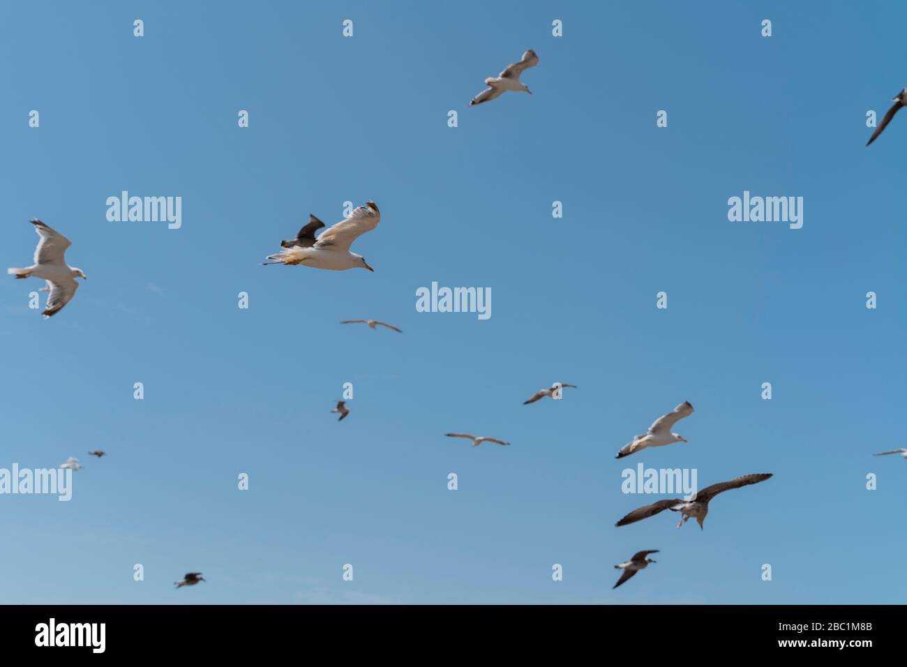 Flying seagulls against blue sky Stock Photo