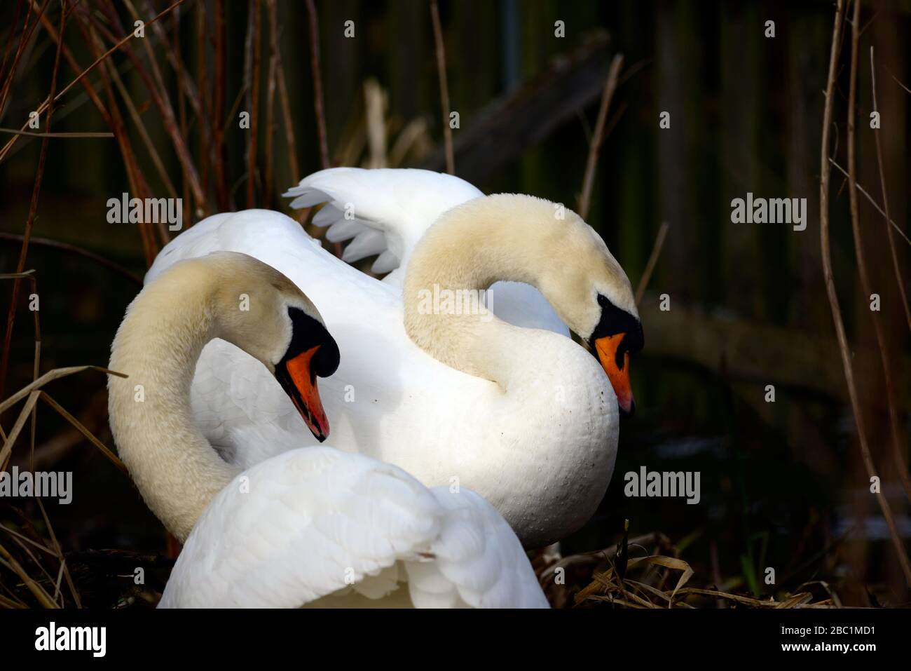 Edinburgh wildlife Mute Swans nesting at Inverleith park Stock Photo