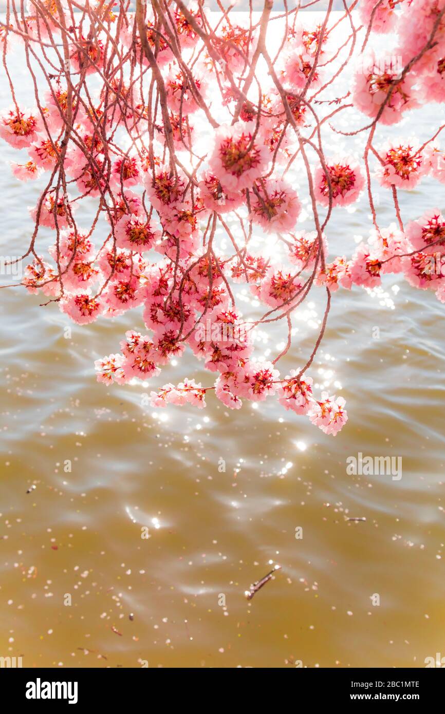 Washington during cherry blossom hi-res stock photography and images ...