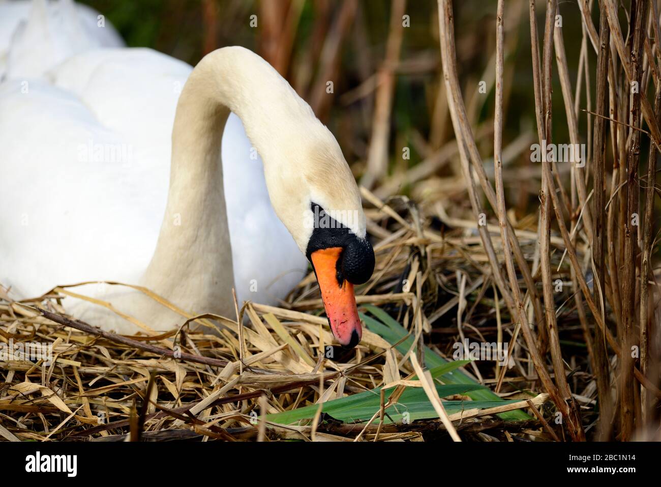 Edinburgh wildlife Mute Swans nesting at Inverleith park Stock Photo