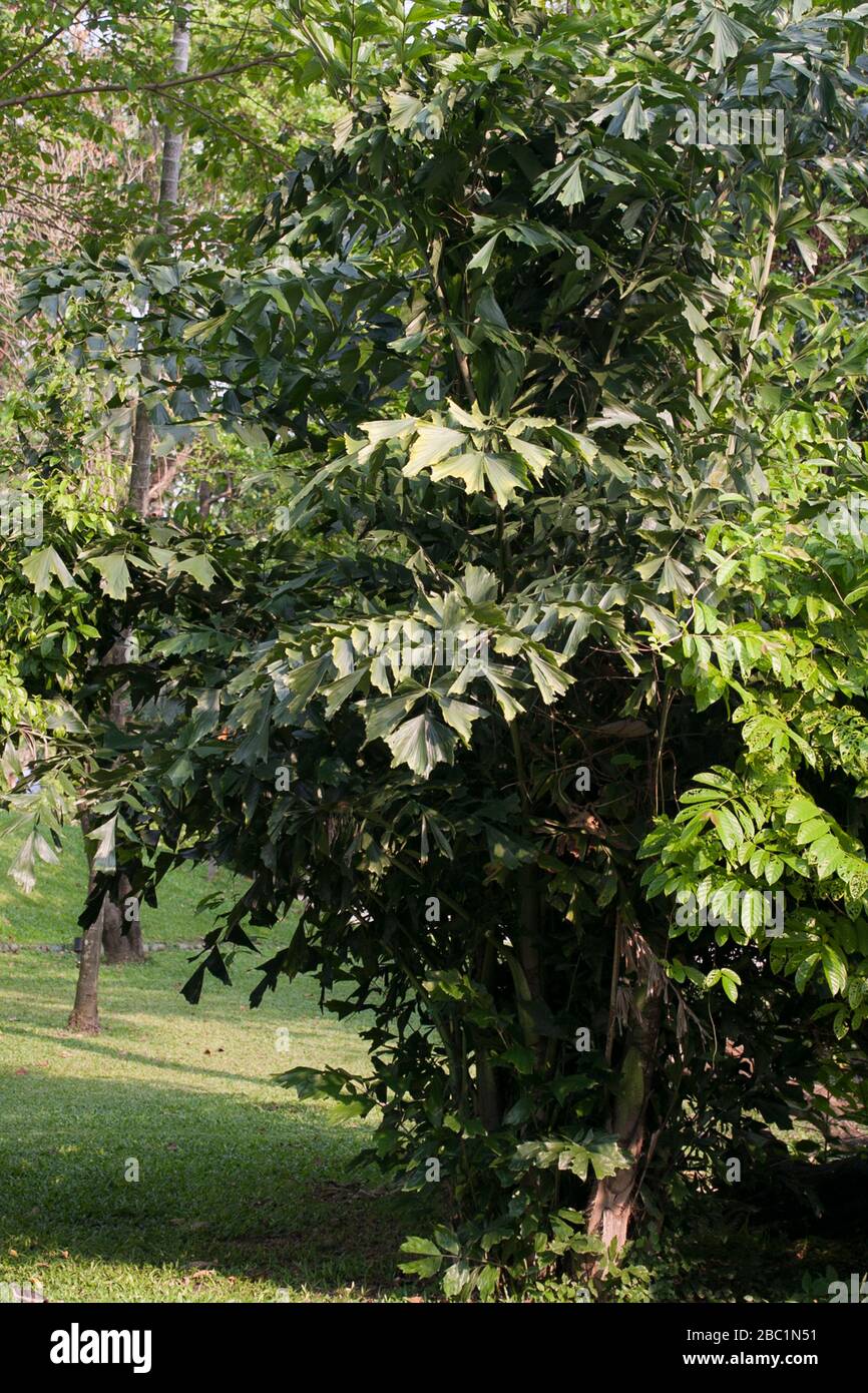 Medicinal plant of Thailand Stock Photo Alamy