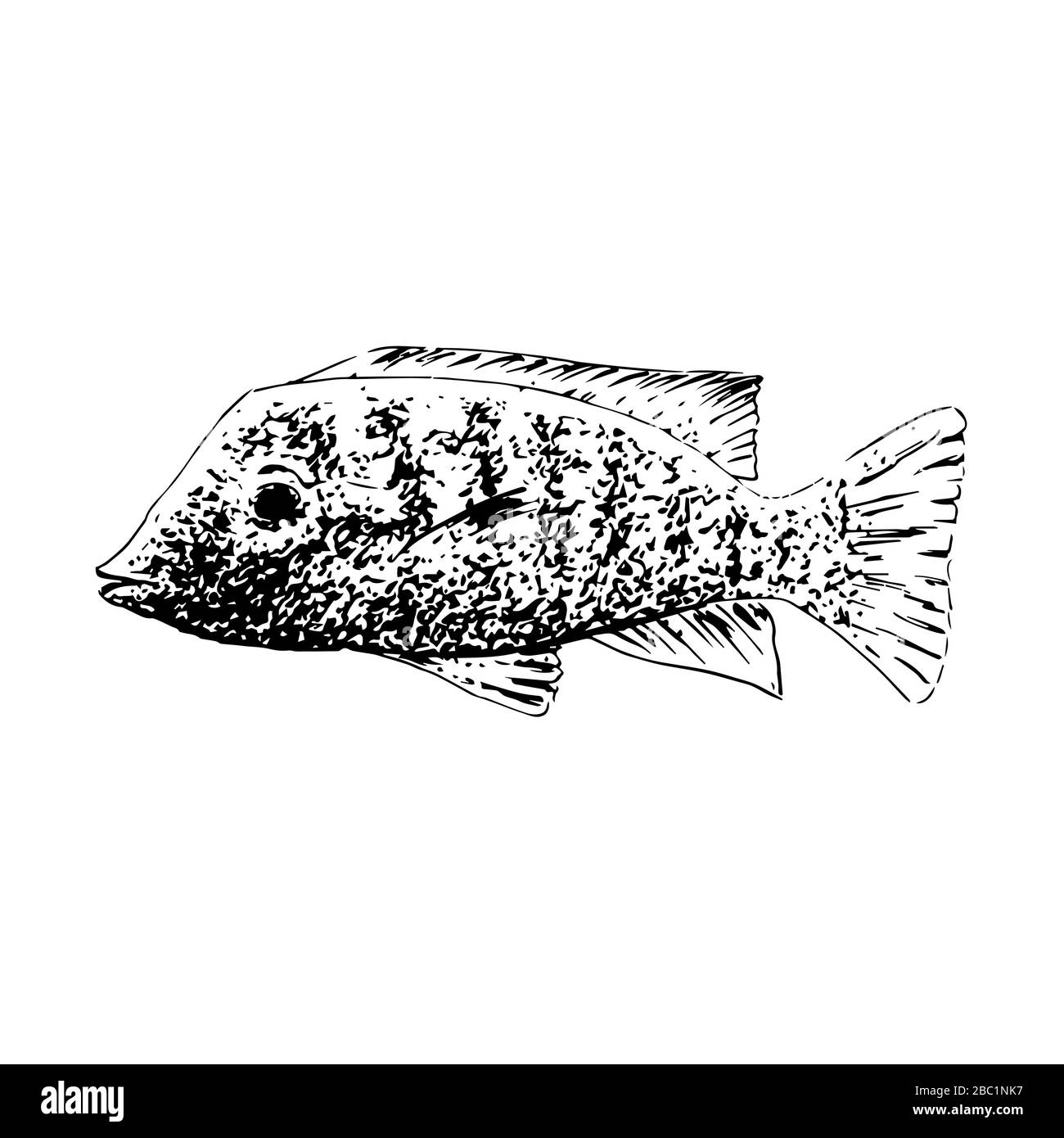 Vector aquarium golden fish silhouette hand drawn illustration. Ink pen  sketch style. icon Stock Vector Image & Art - Alamy