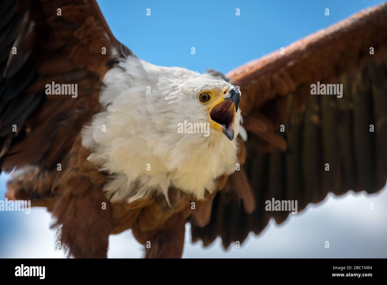A dramatic close up portrait of a calling African Fish Eagle, with the blue sky as a backdrop, taken in the Drakensberg bird of prey sanctuary, South Stock Photo