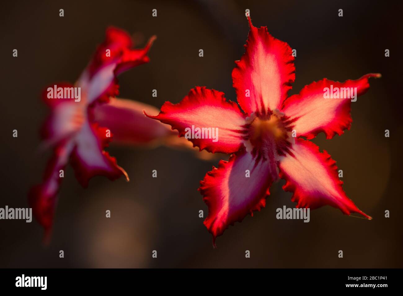 A close up macro photograph of a beautiful pink Impala lily at sunrise against a black background, taken in the Pafuri Concession of the Kruger Nation Stock Photo