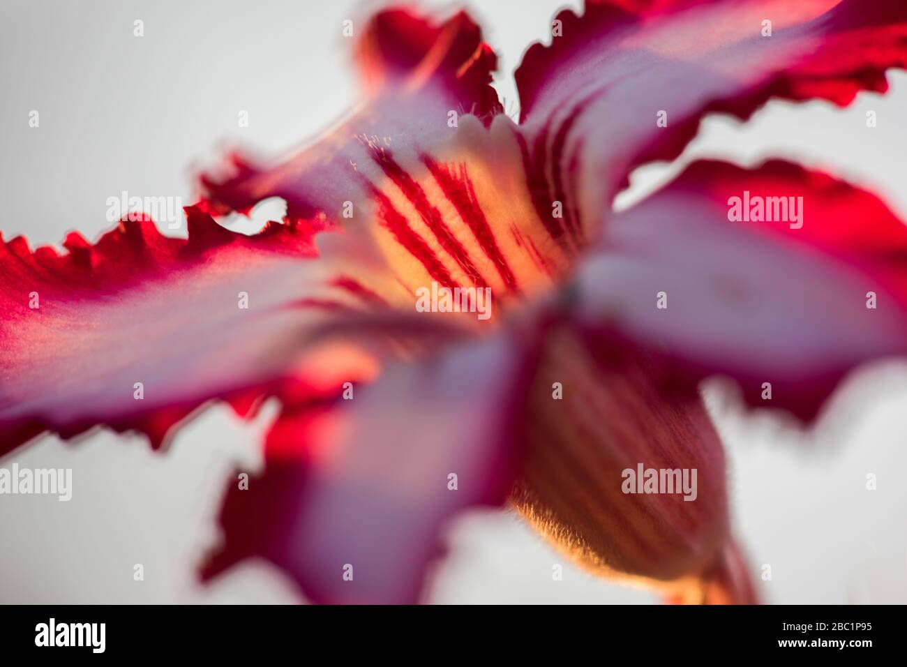 A close up macro photograph of a beautiful pink Impala lily at sunrise against a white background, taken in the Pafuri Concession of the Kruger Nation Stock Photo