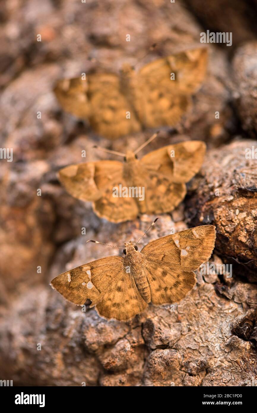 A vertical close up macro photograph of three brown moths sitting on the branch of an ancient Baobab tree, taken in the Pafuri concession of the Kruge Stock Photo