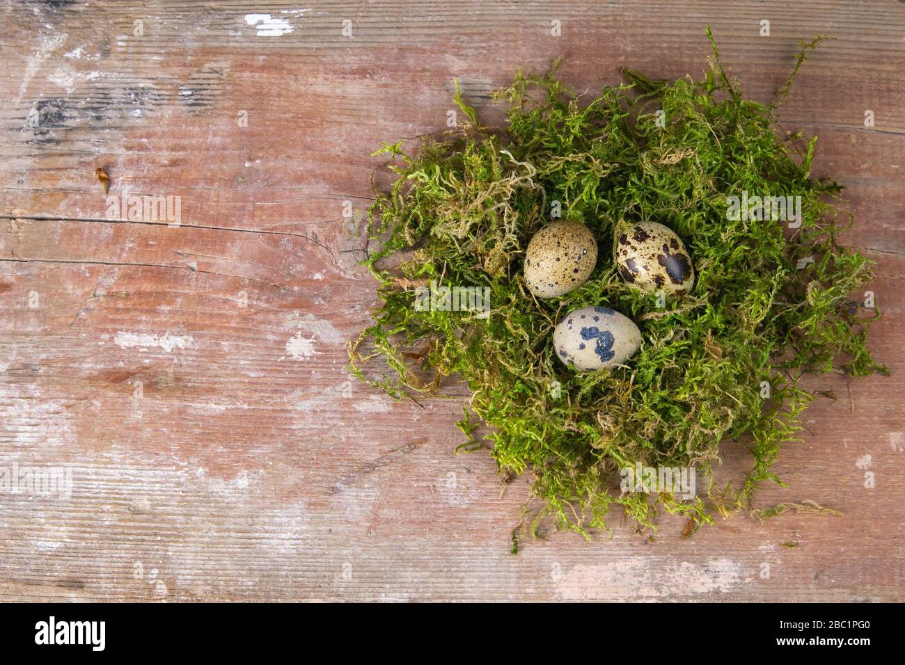 Quail eggs stand in a nest of green moss Stock Photo