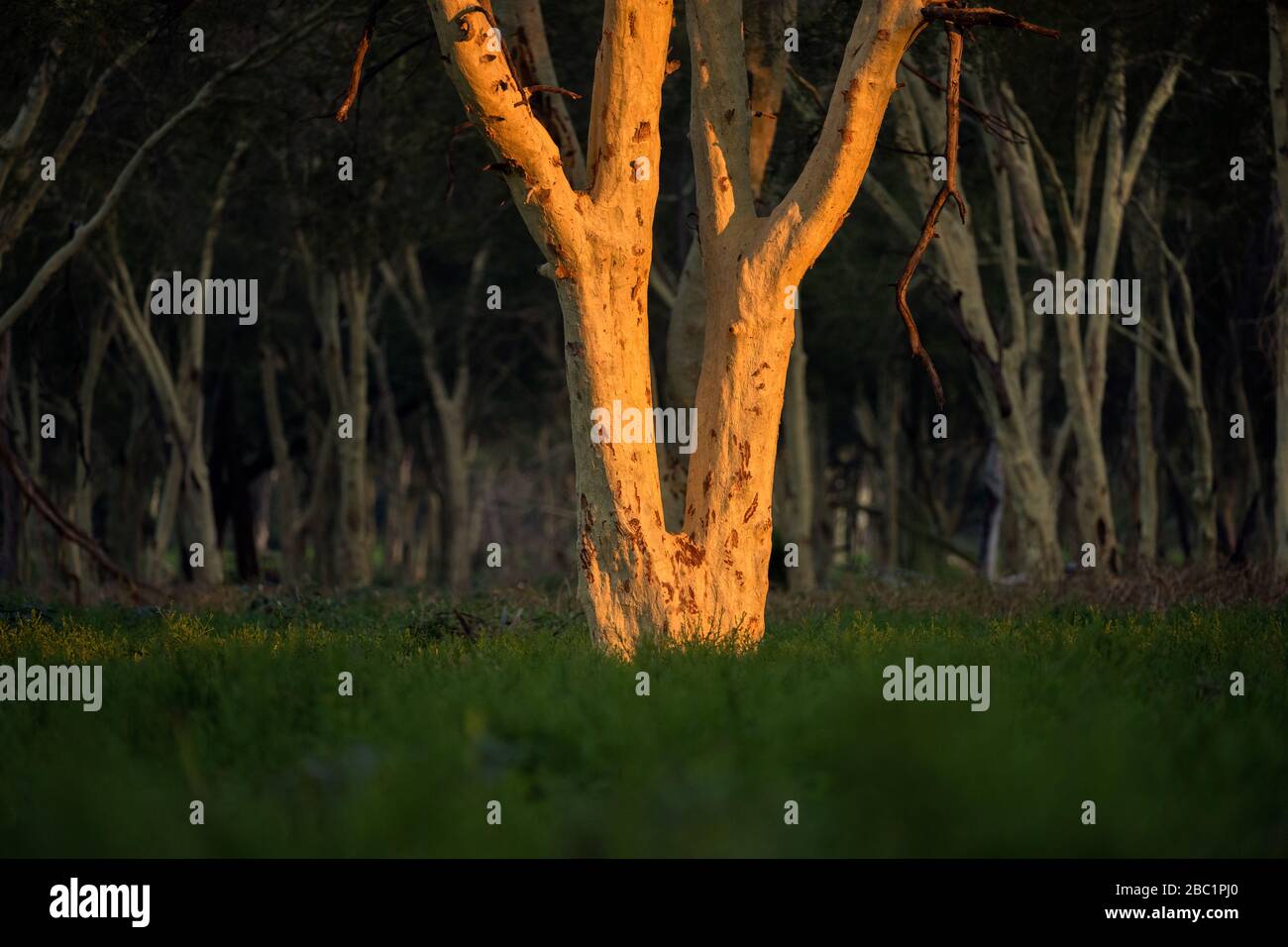 An abstract close up of a Fever tree, illuminated by the setting sun, in the fever tree forest in the Pafuri concession of the Kruger National Park, S Stock Photo