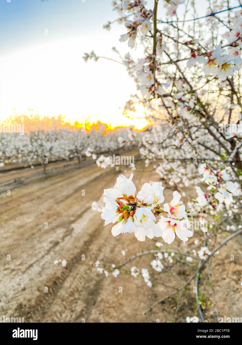California apricot orchard hires stock photography and images Alamy