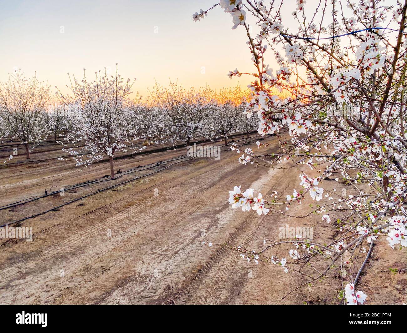 White apricot flower blossoms at sunset on Blossom Trail in Central ...