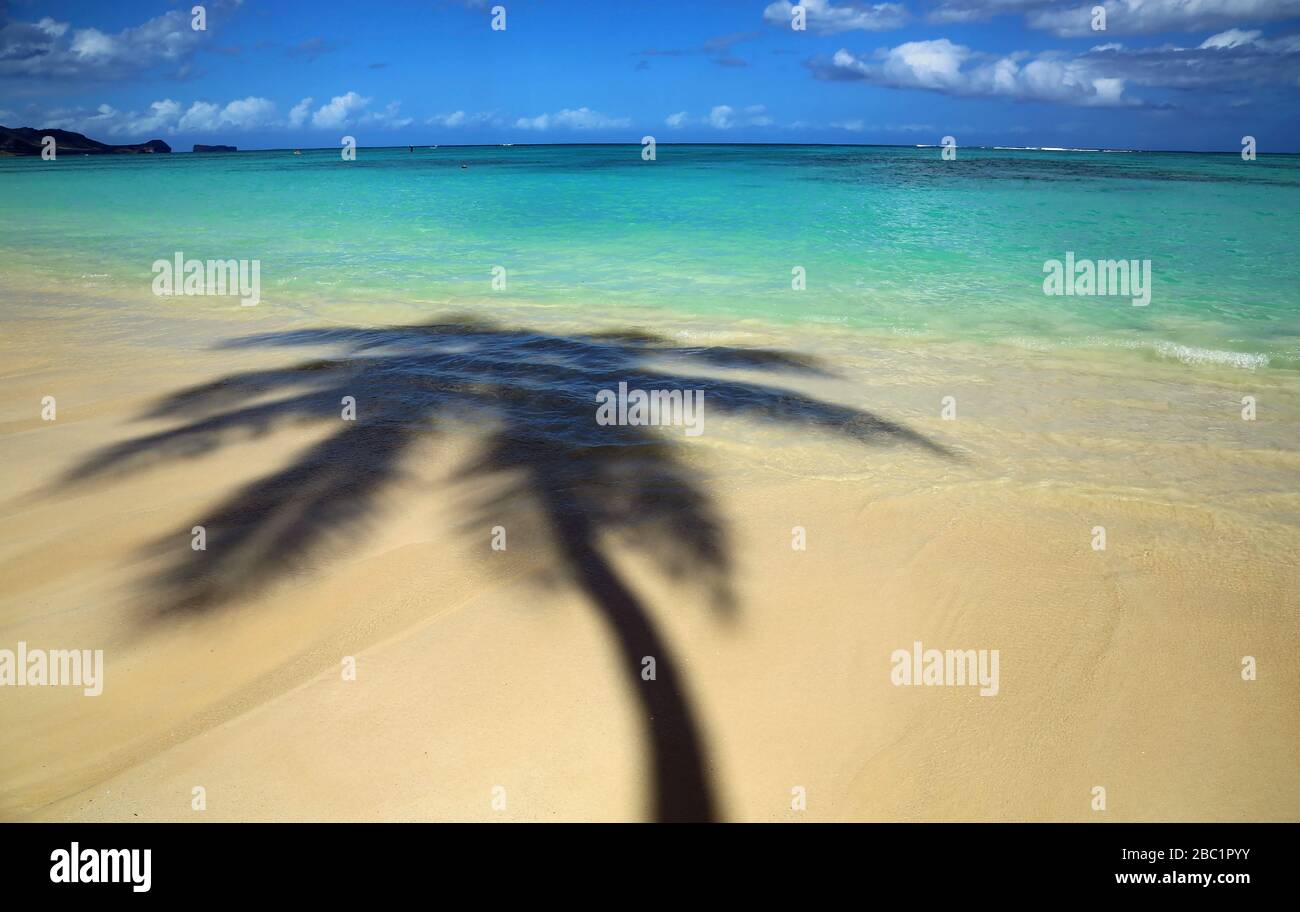 Palm tree's shadow on Lanikai beach, Oahu, Hawaii Stock Photo Alamy