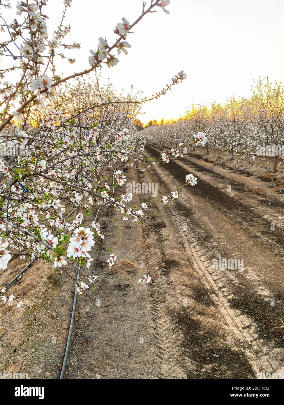 California apricot orchard hires stock photography and images Alamy