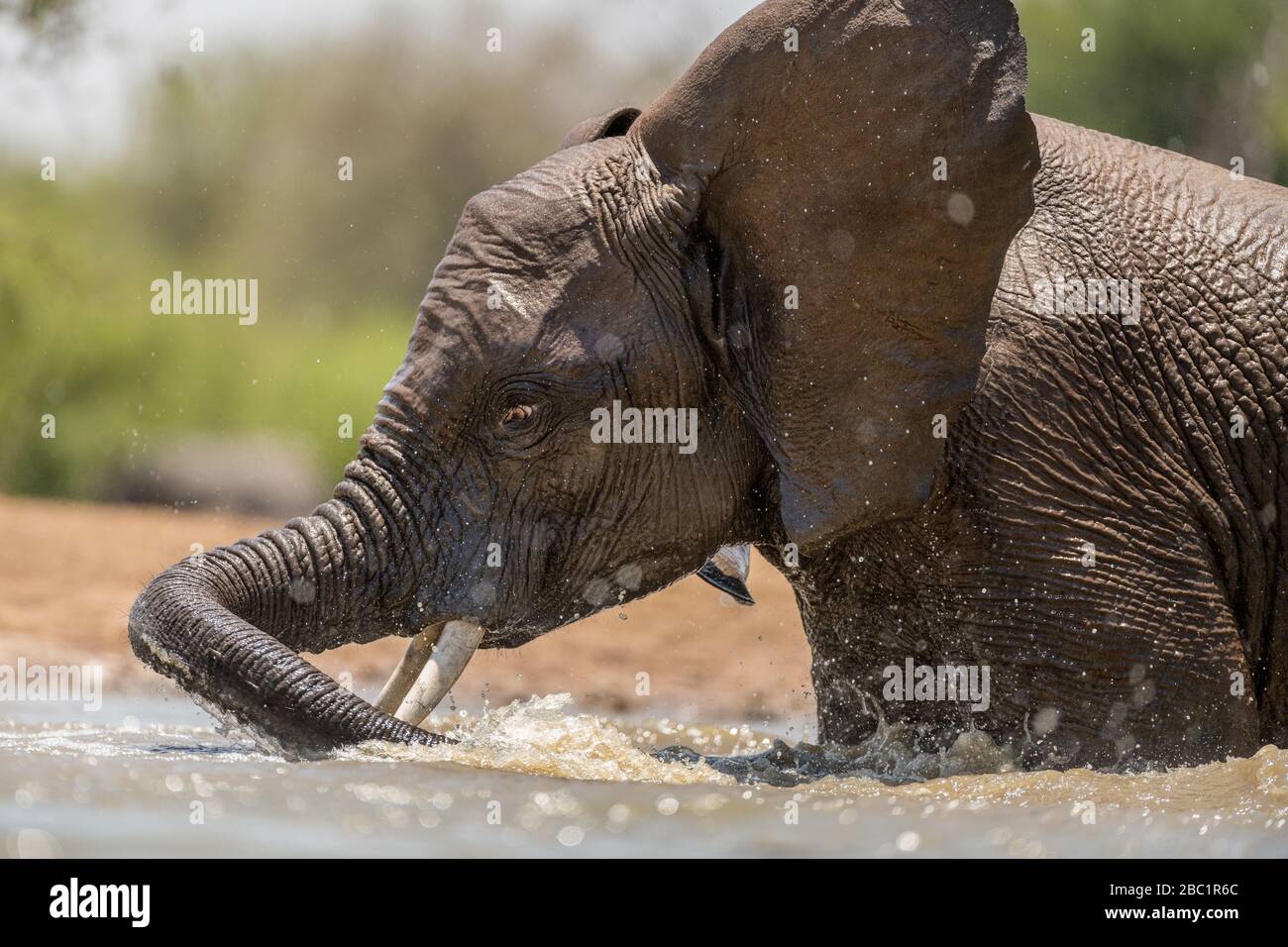 A close up action portrait of a swimming elephant, splashing, playing and drinking in a waterhole at the Madikwe Game Reserve, South Africa. Stock Photo