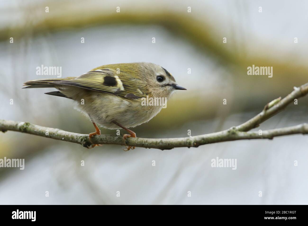 A sweet Goldcrest, Regulus, perching on a branch of a tree in spring
