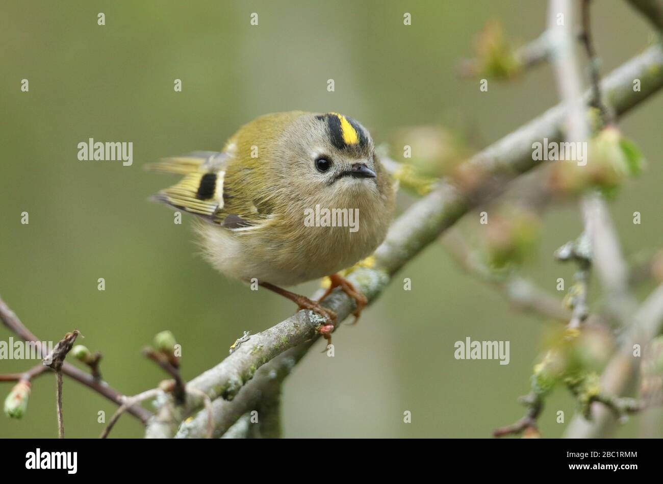 A sweet Goldcrest, Regulus, perching on a branch of a tree in spring