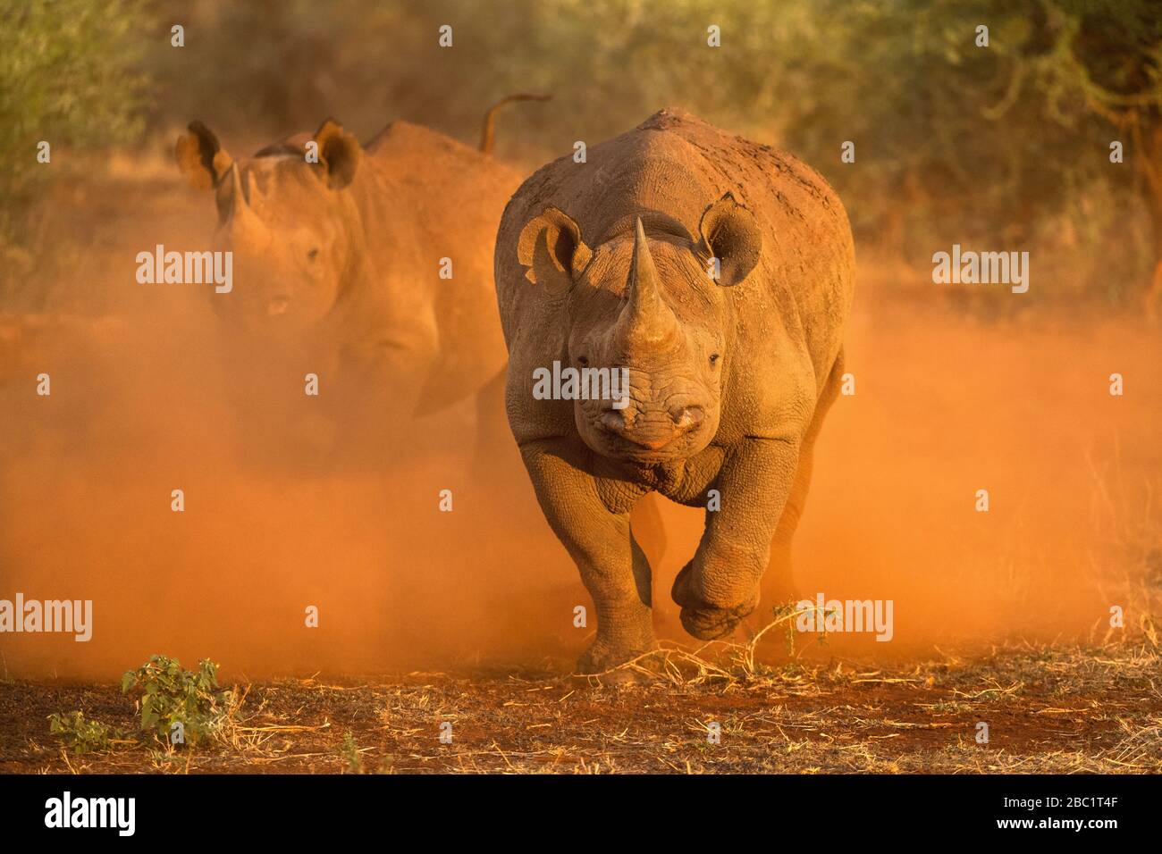 An action photograph of two female black rhinos charging at the game vehicle, kicking up red dust at sunrise, taken in the Madikwe game Reserve, South Stock Photo