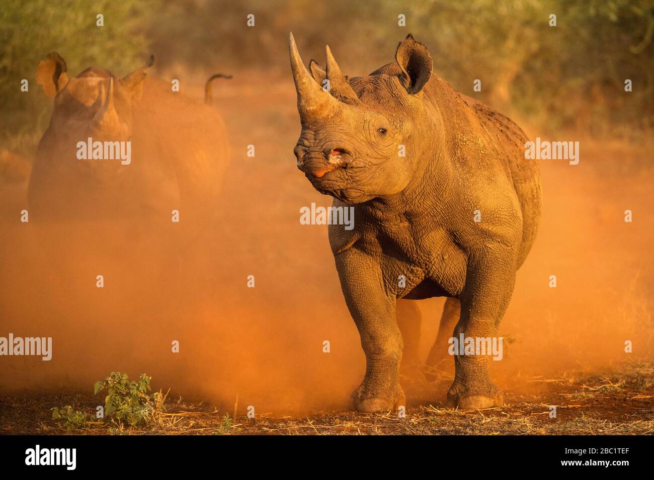 An action photograph of two female black rhinos charging at the game vehicle, kicking up red dust at sunrise, taken in the Madikwe game Reserve, South Stock Photo