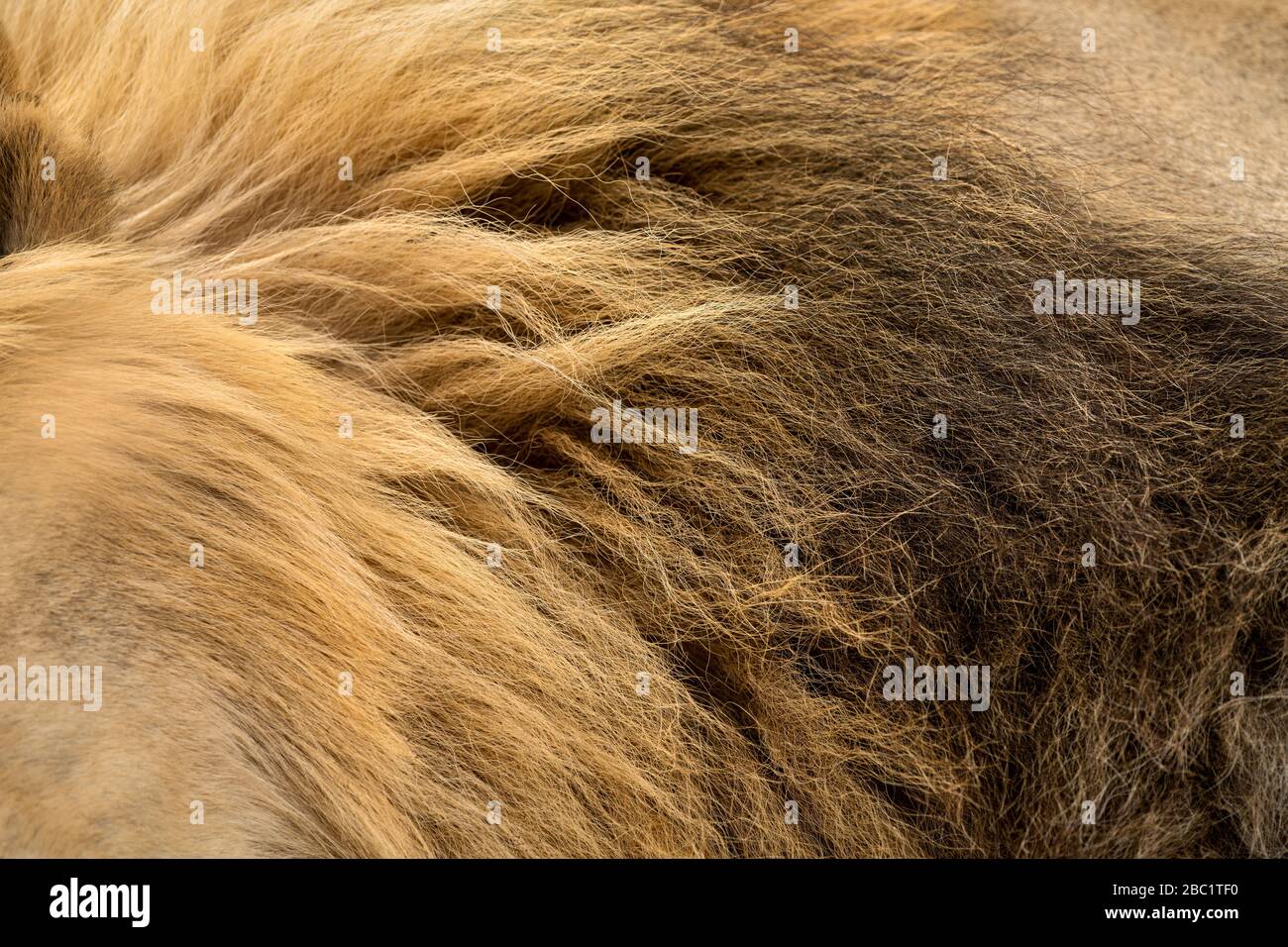 A close up detail photograph of the black and brown mane of a large male lion, taken in the madike Game Reserve, South Africa. Stock Photo
