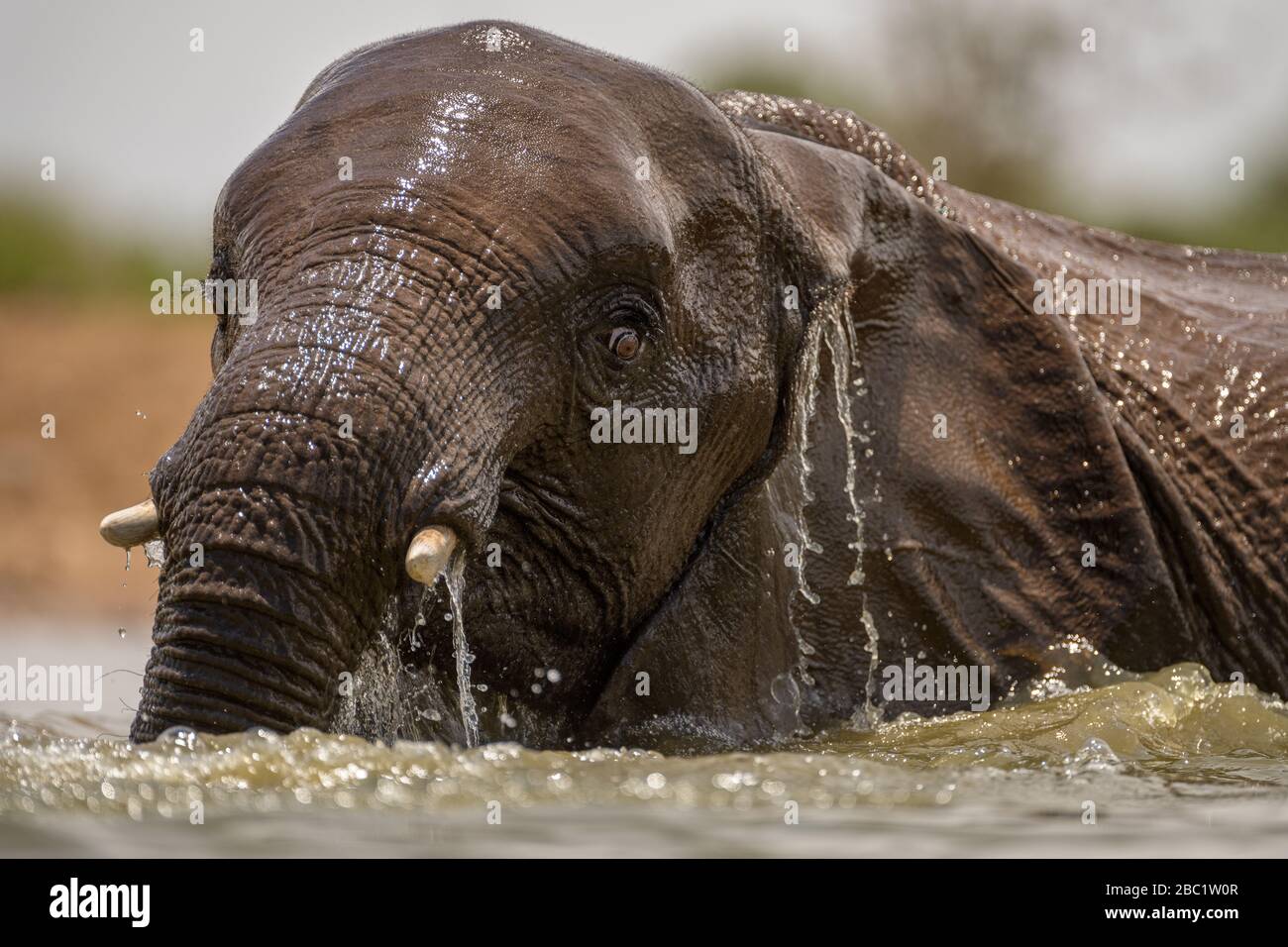 A close up action portrait of a swimming elephant, splashing, playing and drinking in a waterhole at the Madikwe Game Reserve, South Africa. Stock Photo