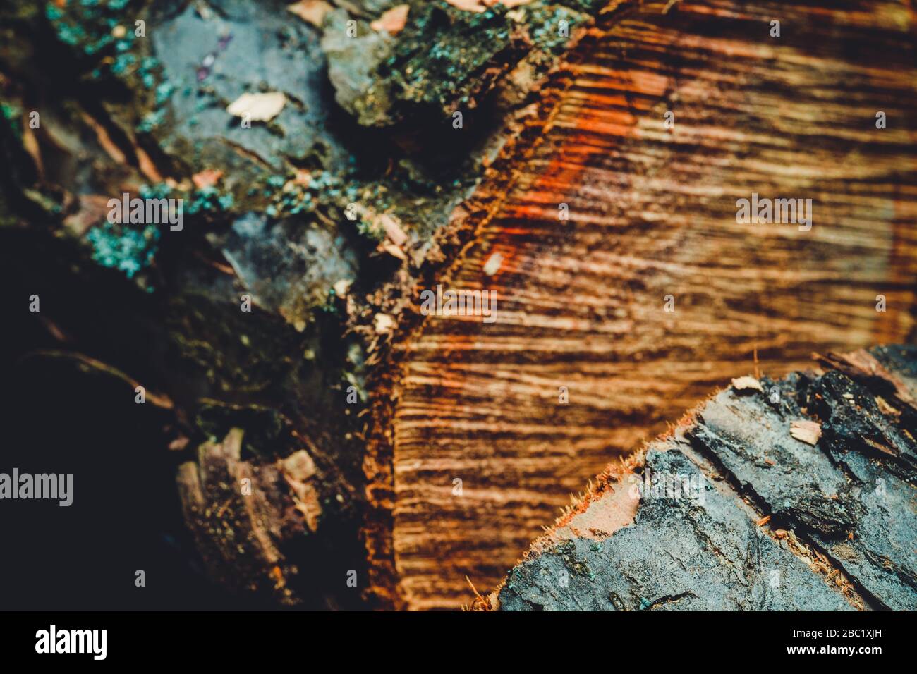 Drank an old tree. An Apple. Wood processing. Texture. Stock Photo