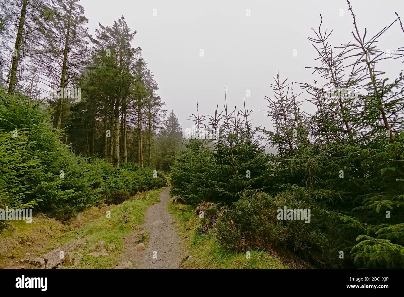 Hiking trail through a coniferous forest and gorse shrubs in foggy Ticknock mountains, Dublin, Ireland Stock Photo
