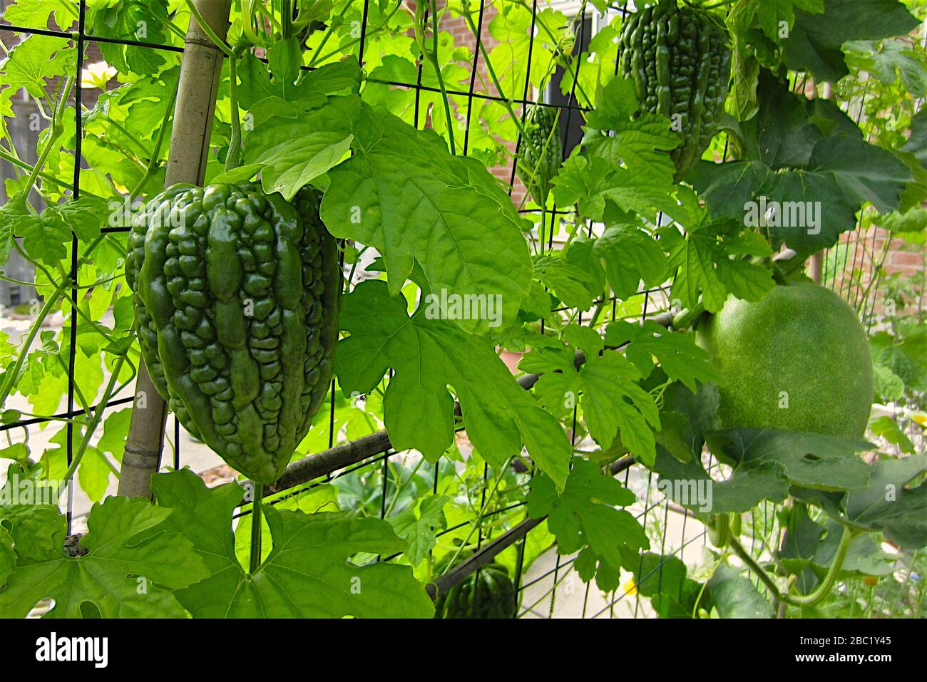 Organic bitter melon and winter melon plants climbing up the chicken wire mesh, part of urban gardening project, seen on a sunny summer day Stock Photo