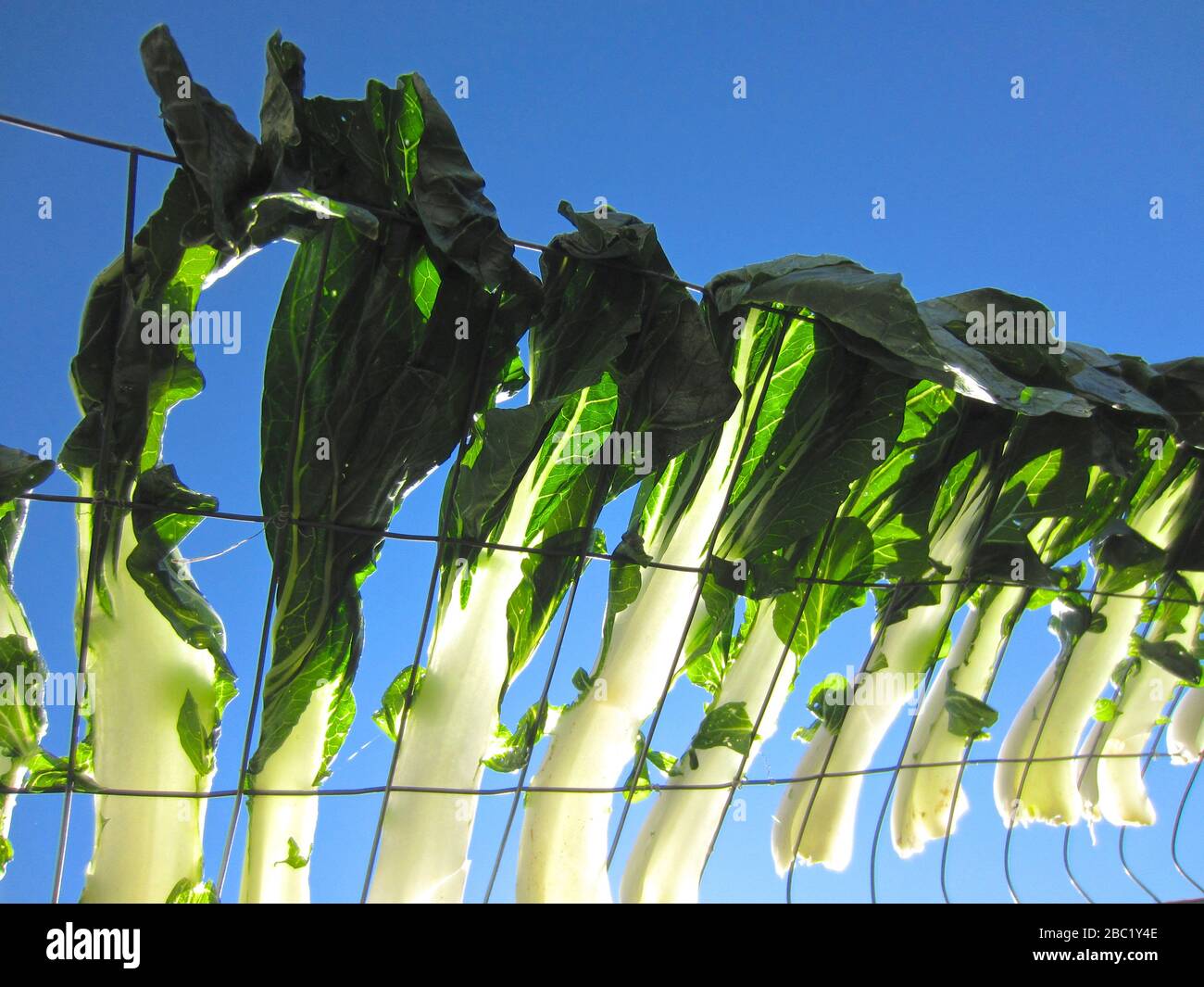 Organic Bok Choy ( Chinese vegetable ) sun-drying on the chicken wire mesh, part of urban gardening project, seen on a sunny summer day Stock Photo