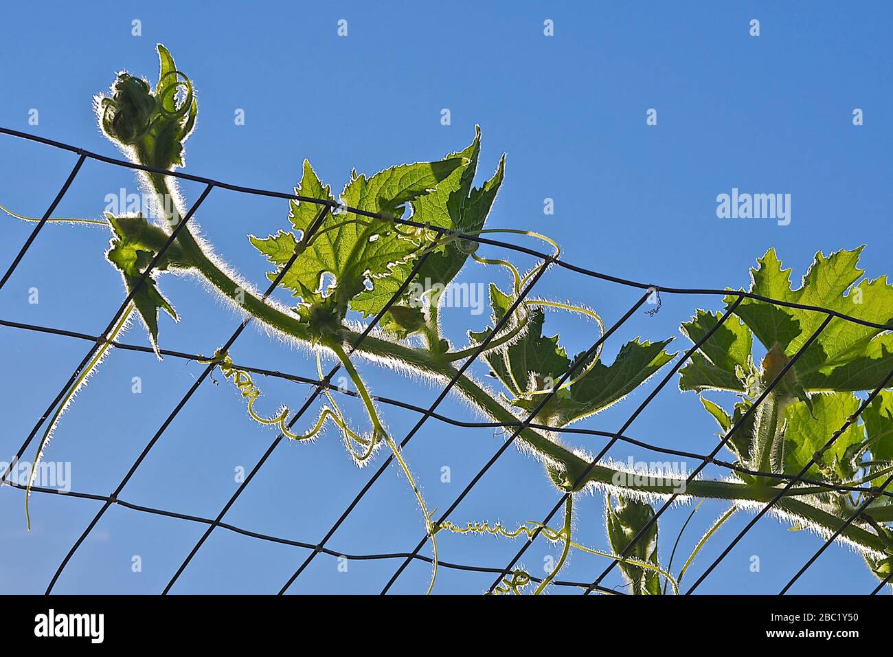 Organic winter melon plant climbing up the chicken wire mesh, part of urban gardening project, is seen on a sunny summer day Stock Photo