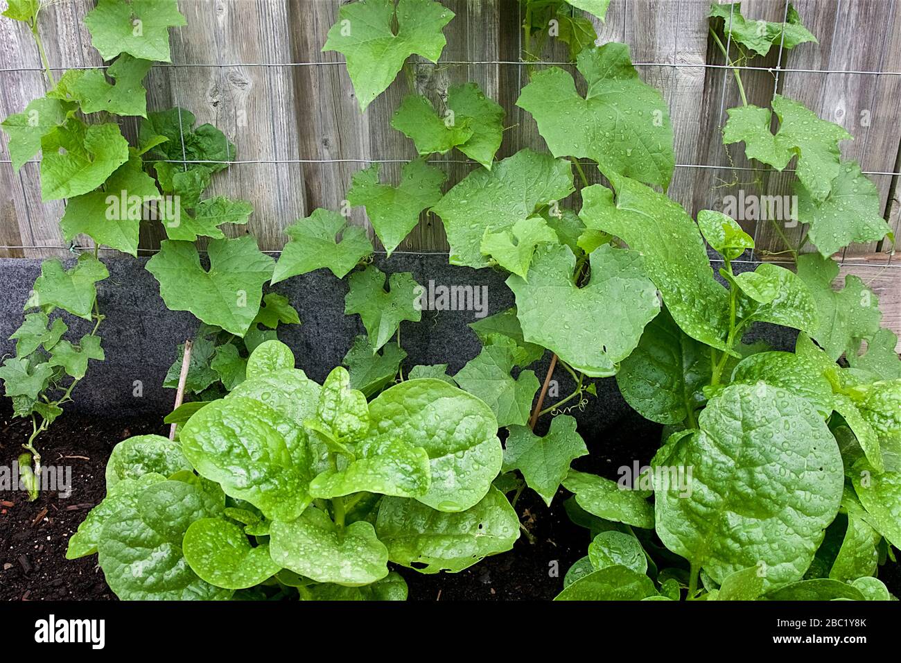 close-up of leaf vegetables in the vegetable garden with water droplet Stock Photo
