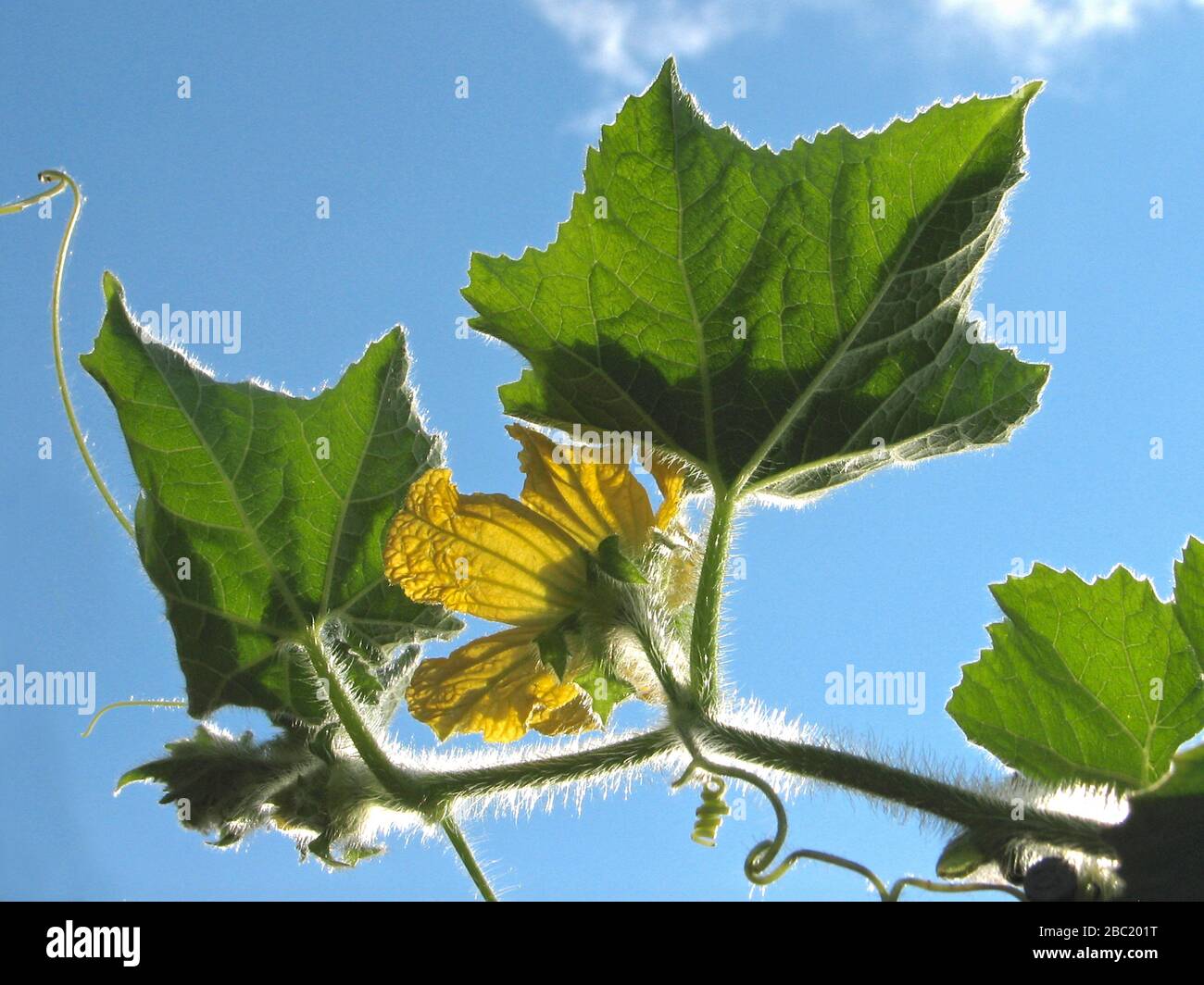 Organic winter melon plant climbing up the chicken wire mesh, part of urban gardening project, is seen on a sunny summer day Stock Photo