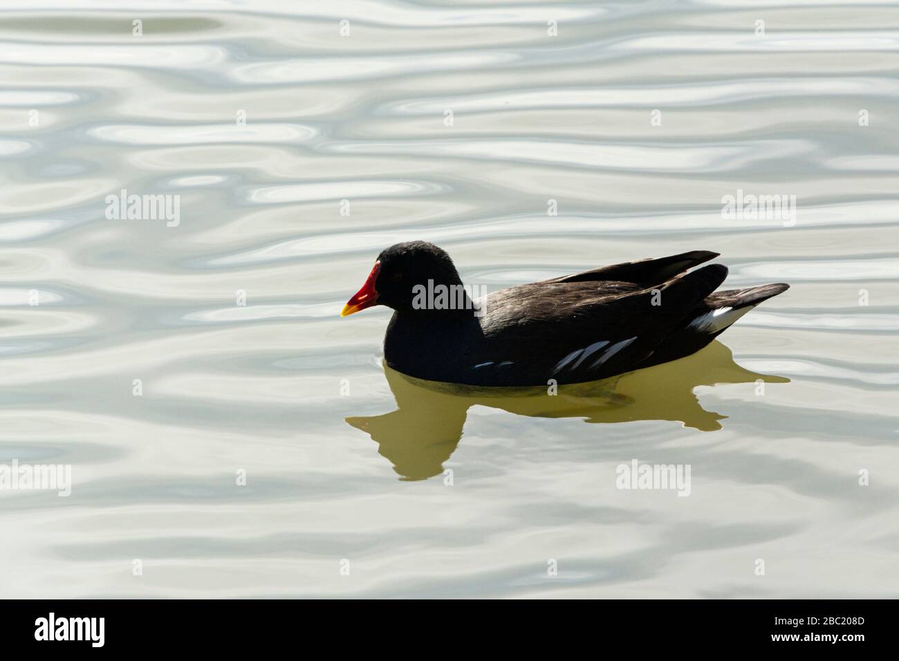 A common moorhen (Gallinula chloropus) on the Kennet & Avon Canal in Wiltshire Stock Photo