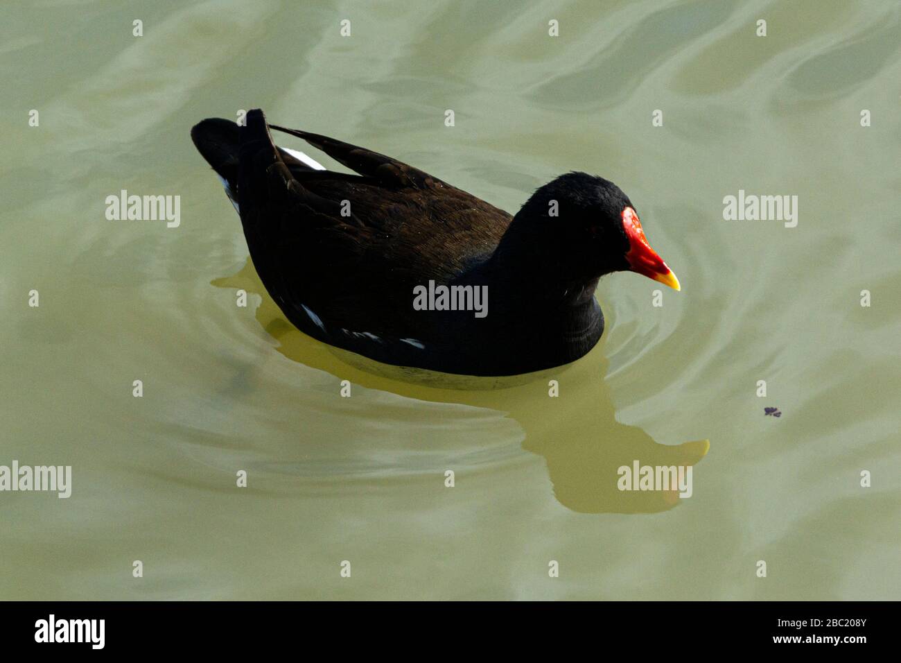 A common moorhen (Gallinula chloropus) on the Kennet & Avon Canal in Wiltshire Stock Photo