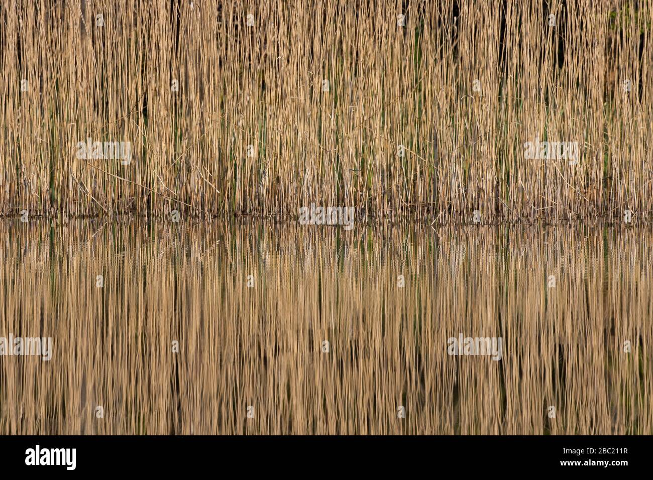 Reflection of common reed (Phragmites australis / Phragmites communis) in reedbed / reed bed reflected in water of pond / lake in winter Stock Photo