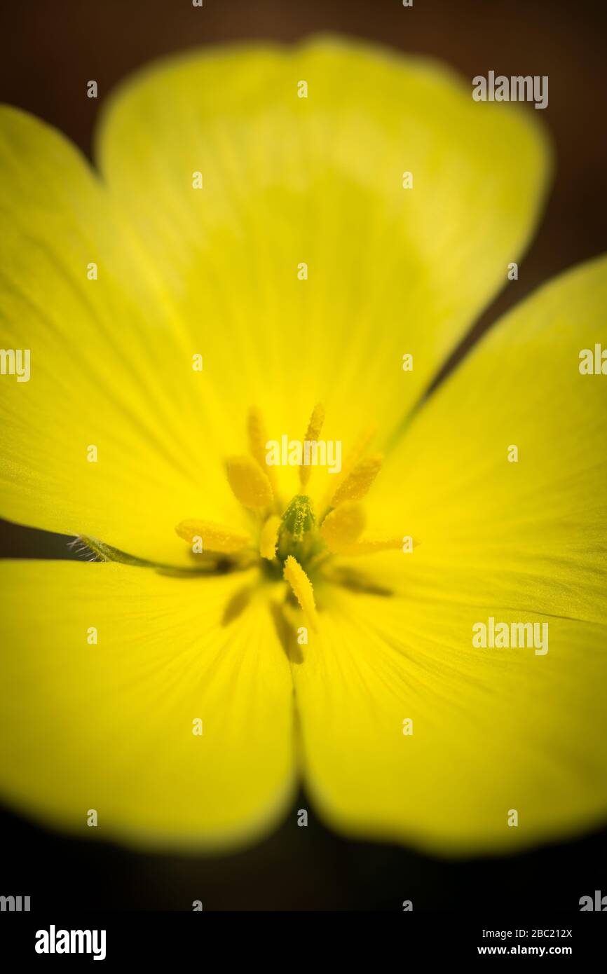 A beautiful vertical close up of a bright yellow cristatus flower, taken in the Augrabies Falls National Park, South Africa. Stock Photo