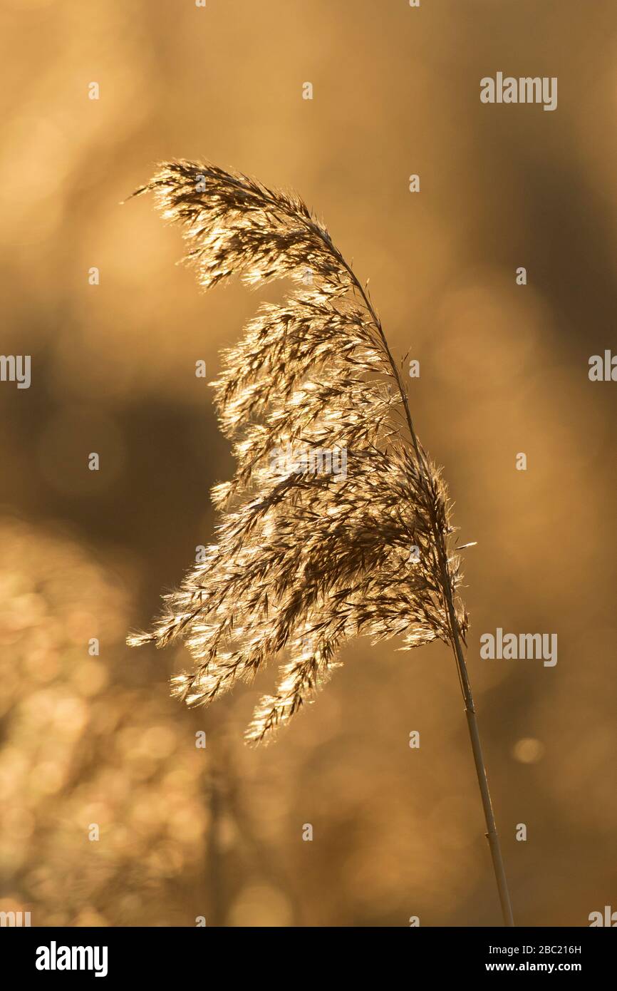 Close up of seed head / seedhead of common reed (Phragmites australis / Phragmites communis) in reed bed / reedbed in winter Stock Photo