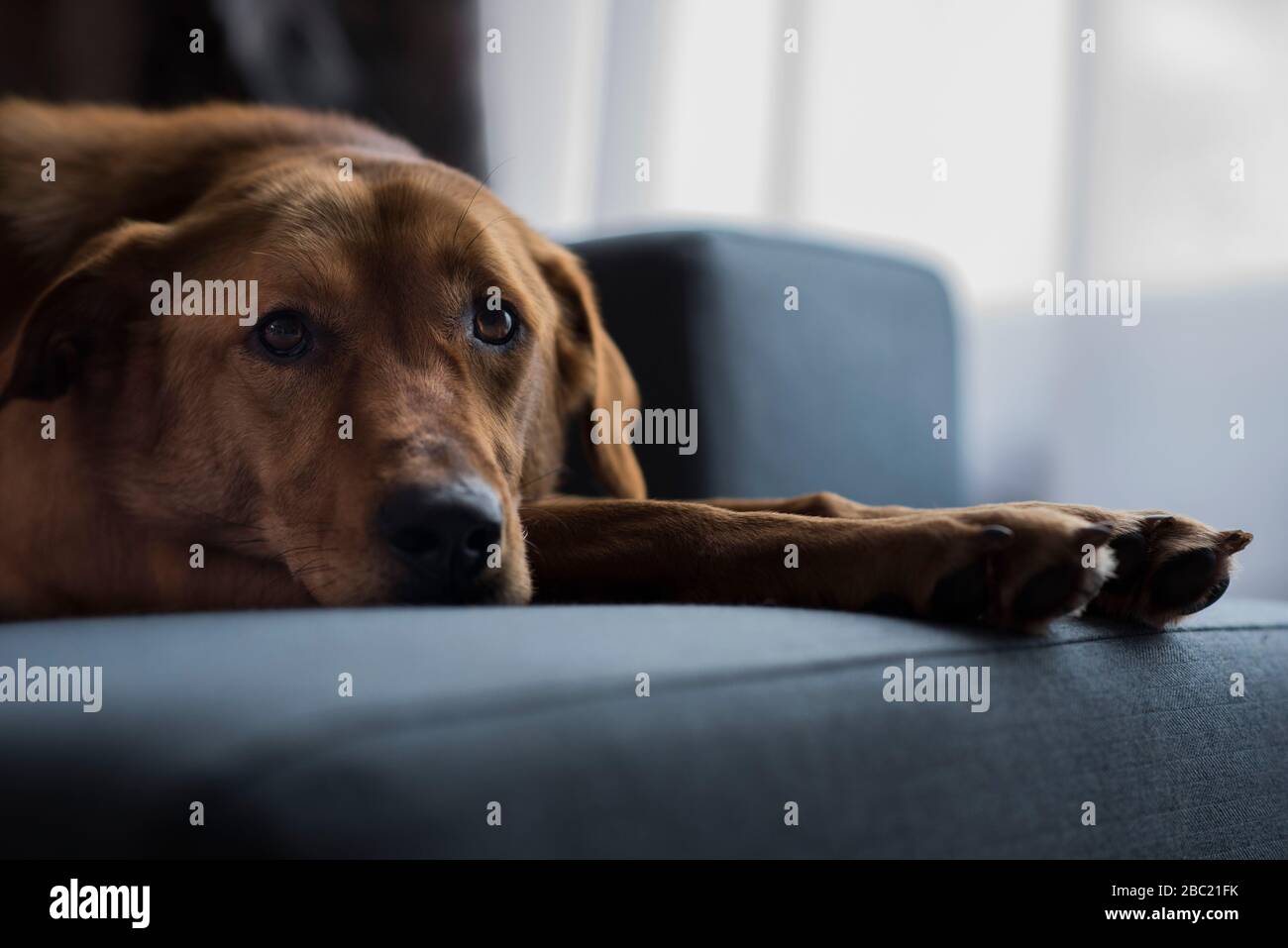 Looking for love Stock Photo