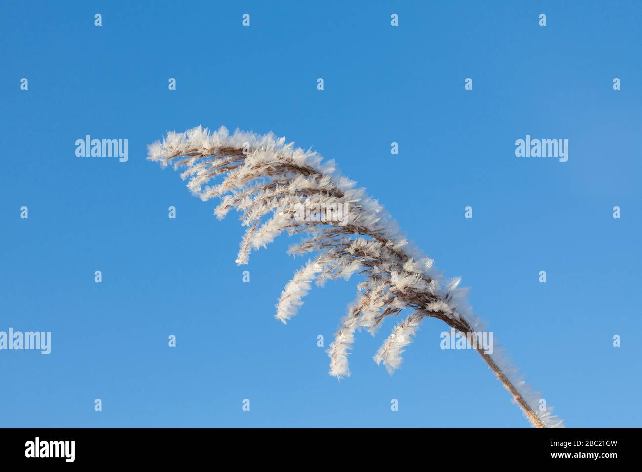 Close up of seed head / seedhead of common reed (Phragmites australis / Phragmites communis) covered in advection frost / wind frost in winter Stock Photo