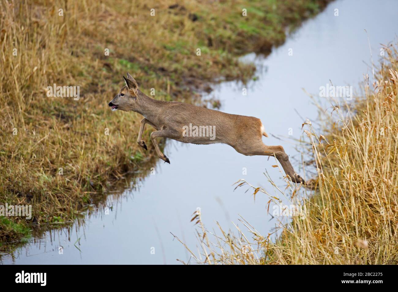 Fleeing European roe deer (Capreolus capreolus) female / doe jumping over ditch in farmland Stock Photo