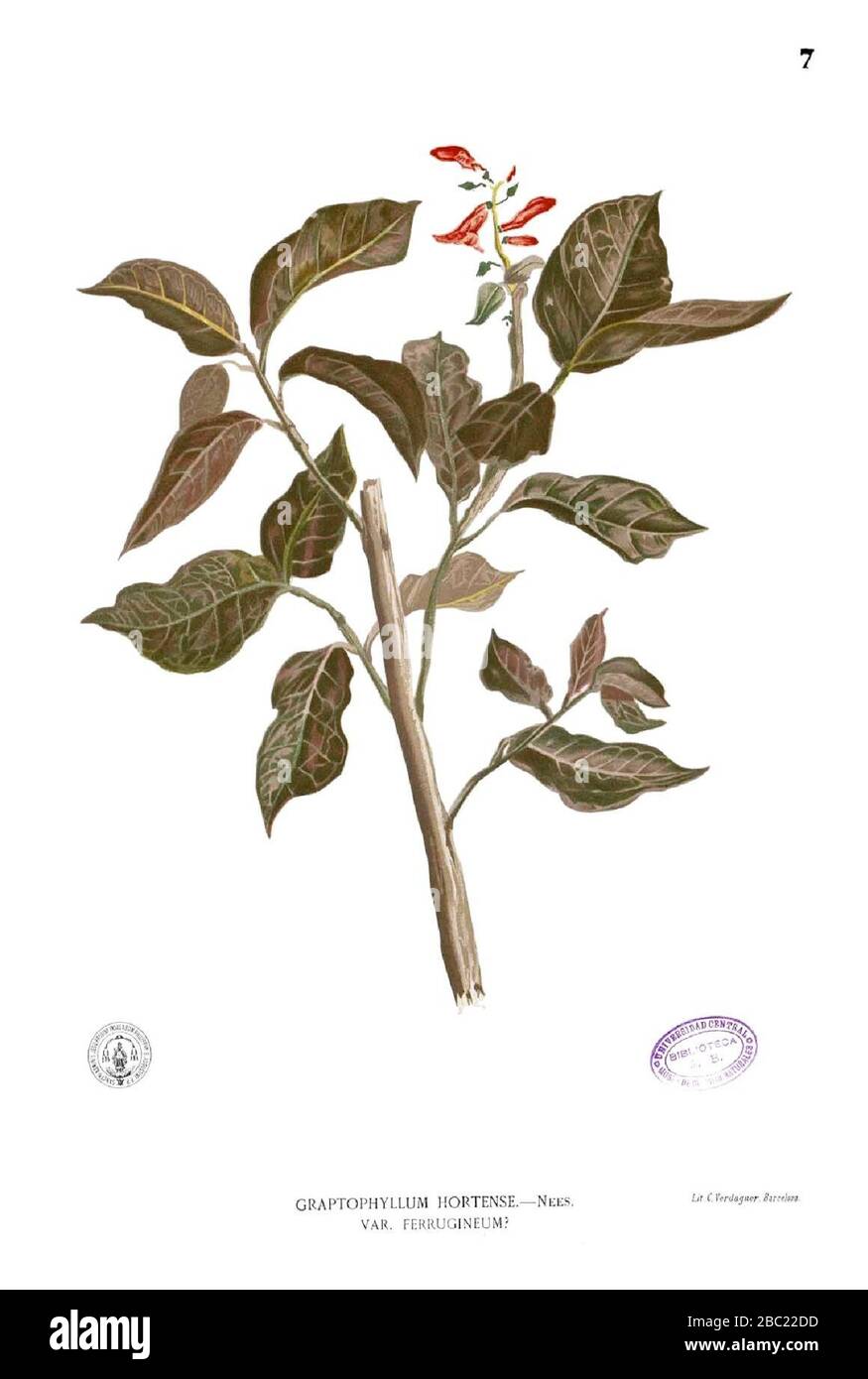 Graptophyllum pictum Blanco1.7. Stock Photo