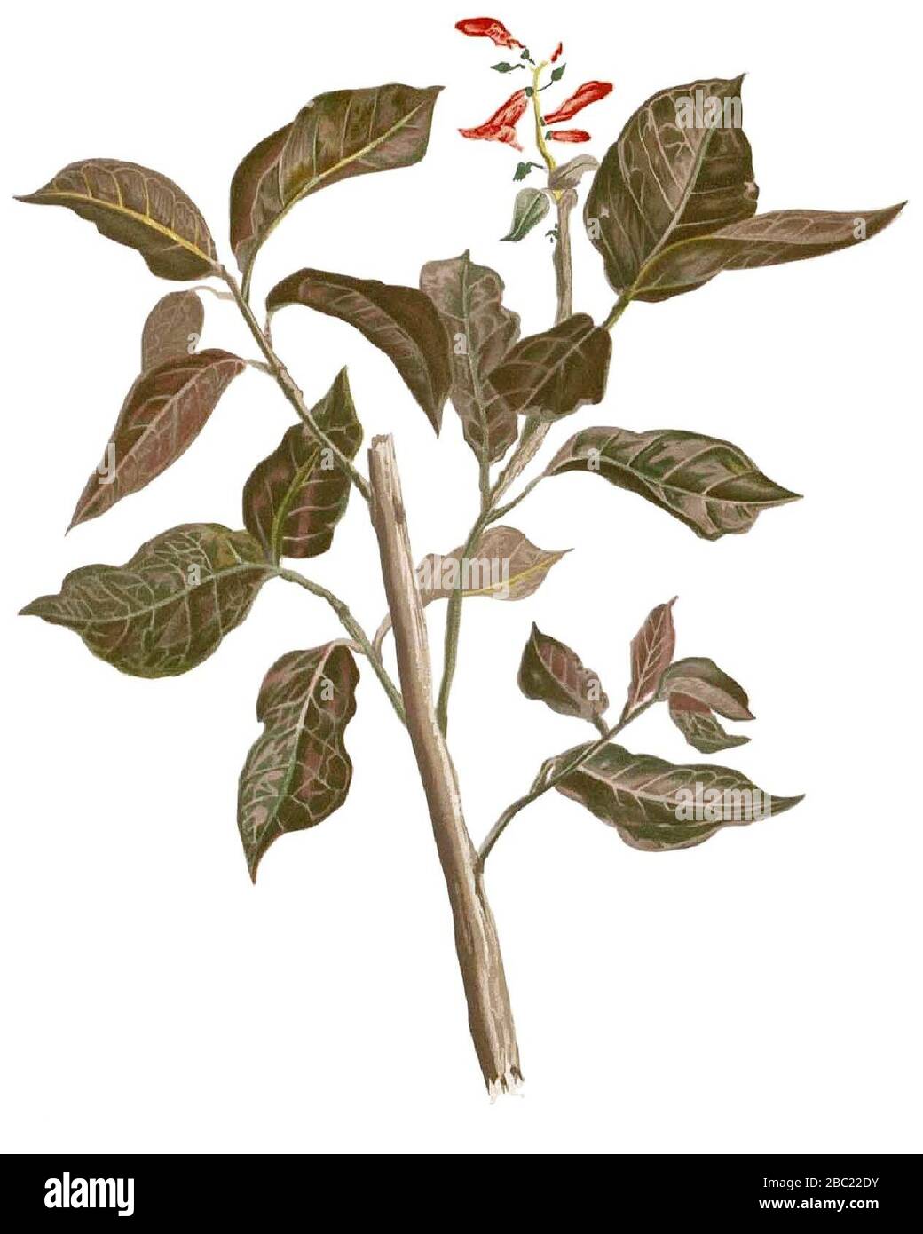 Graptophyllum pictum Blanco1.7-cropped. Stock Photo