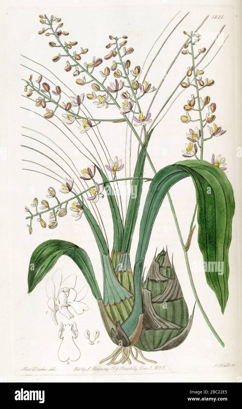 Graphorkis lurida (as Eulophia lurida) - Edwards vol 21 pl 1821 (1836). Stock Photo
