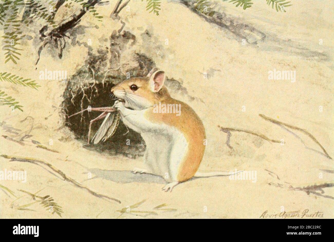 mouse (Onychomys leucogaster) Louis Agassiz Fuertes Stock