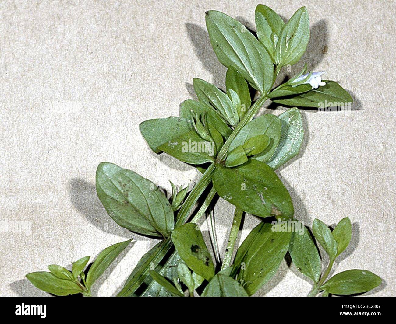 Gratiola virginiana NRCS-1. Stock Photo