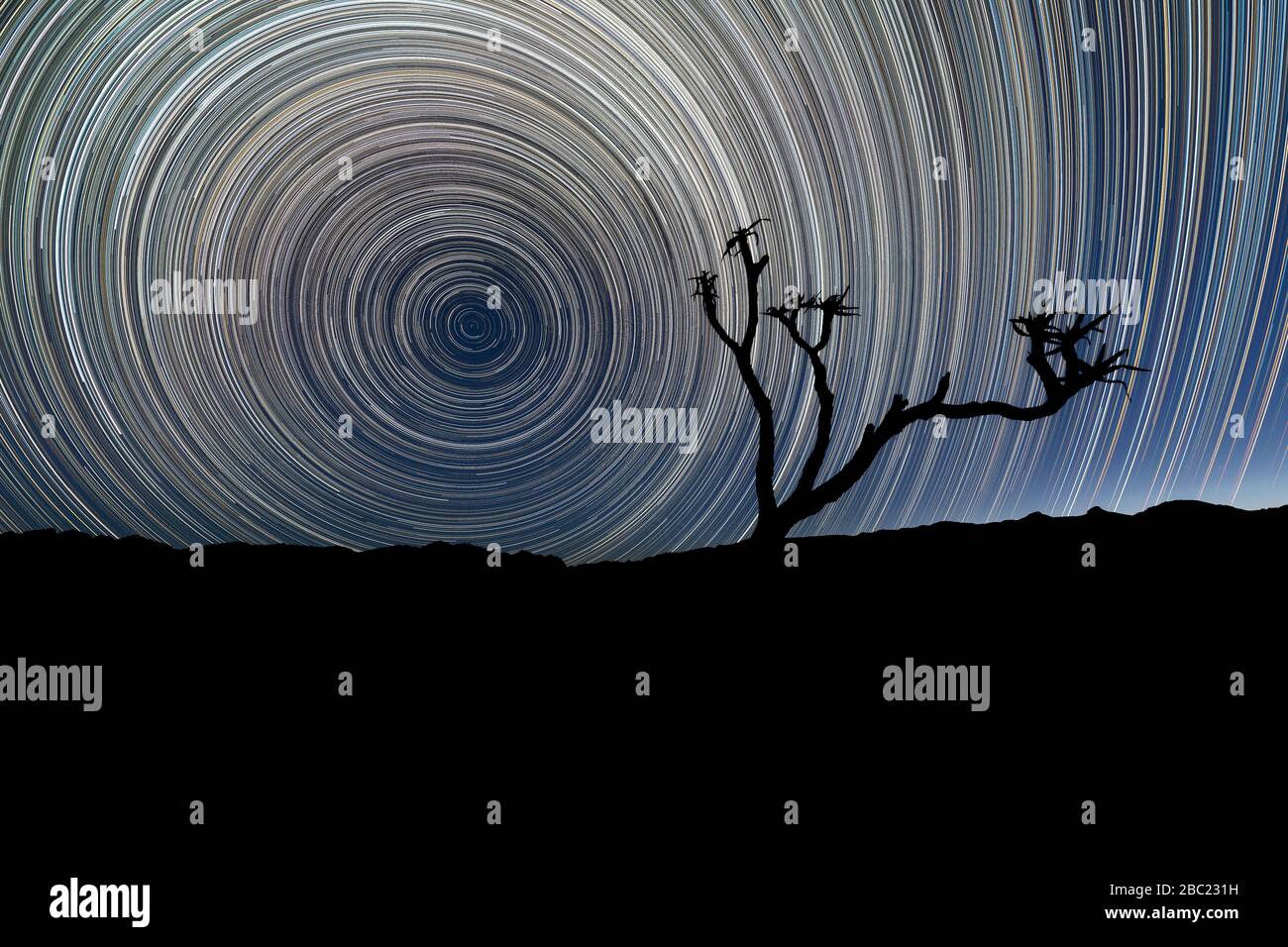 A beautiful night sky landscape with circular star trails, with a Quiver Tree silhouetted in the foreground and mountains on the horizon, in the Richt Stock Photo