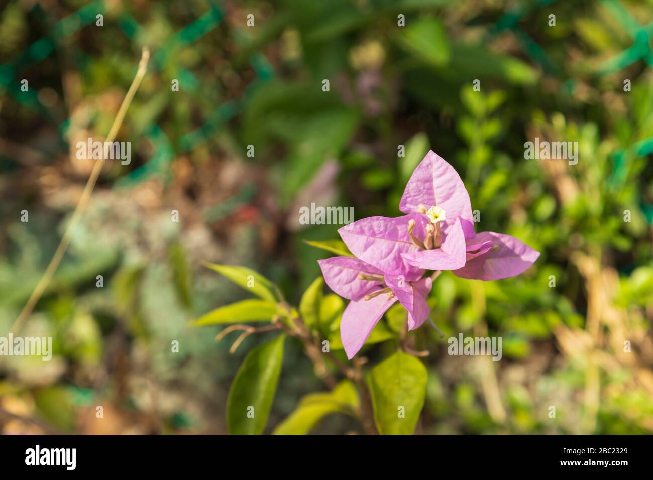 Beautiful natural bright pink bougainvillea flower surrounded by green plant life while basking in the sun light on a hot day in tropical Saint Lucia Stock Photo