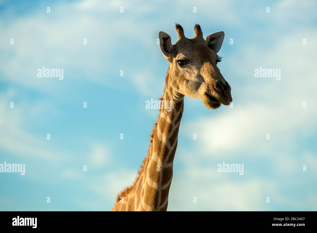 A cute close up portrait of a giraffe's head and neck against a blue sky with white clouds, taken at sunrise at the Augrabies Falls National Park in S Stock Photo