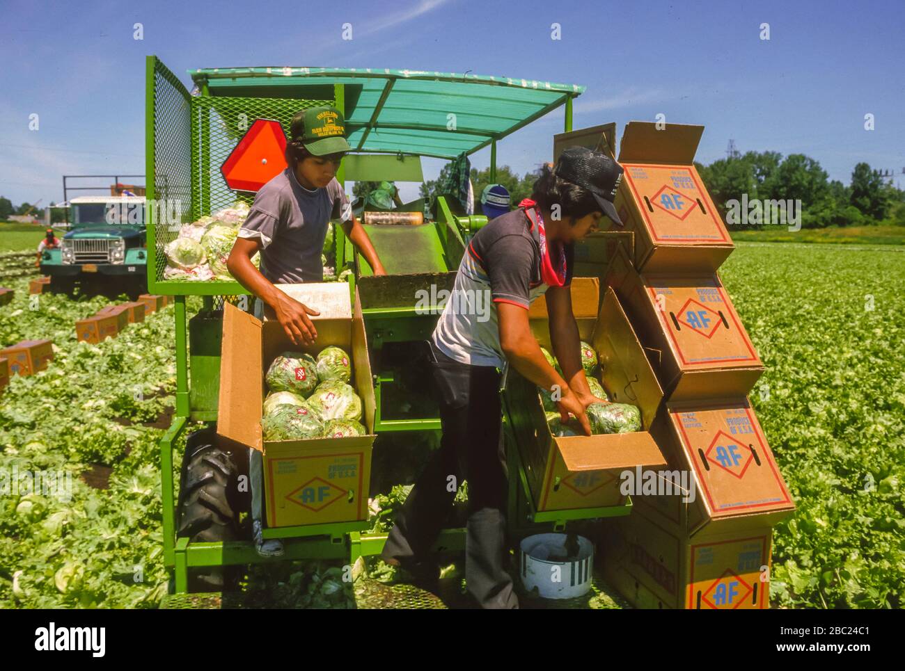 OSWEGO COUNTY, NEW YORK, USA, JULY 1985 - Migrant workers harvest lettuce in muck fields. Stock Photo