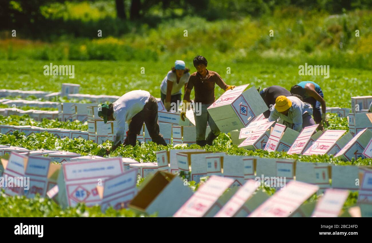 OSWEGO COUNTY, NEW YORK, USA, JULY 1985 - Migrant workers harvest lettuce in muck fields. Stock Photo