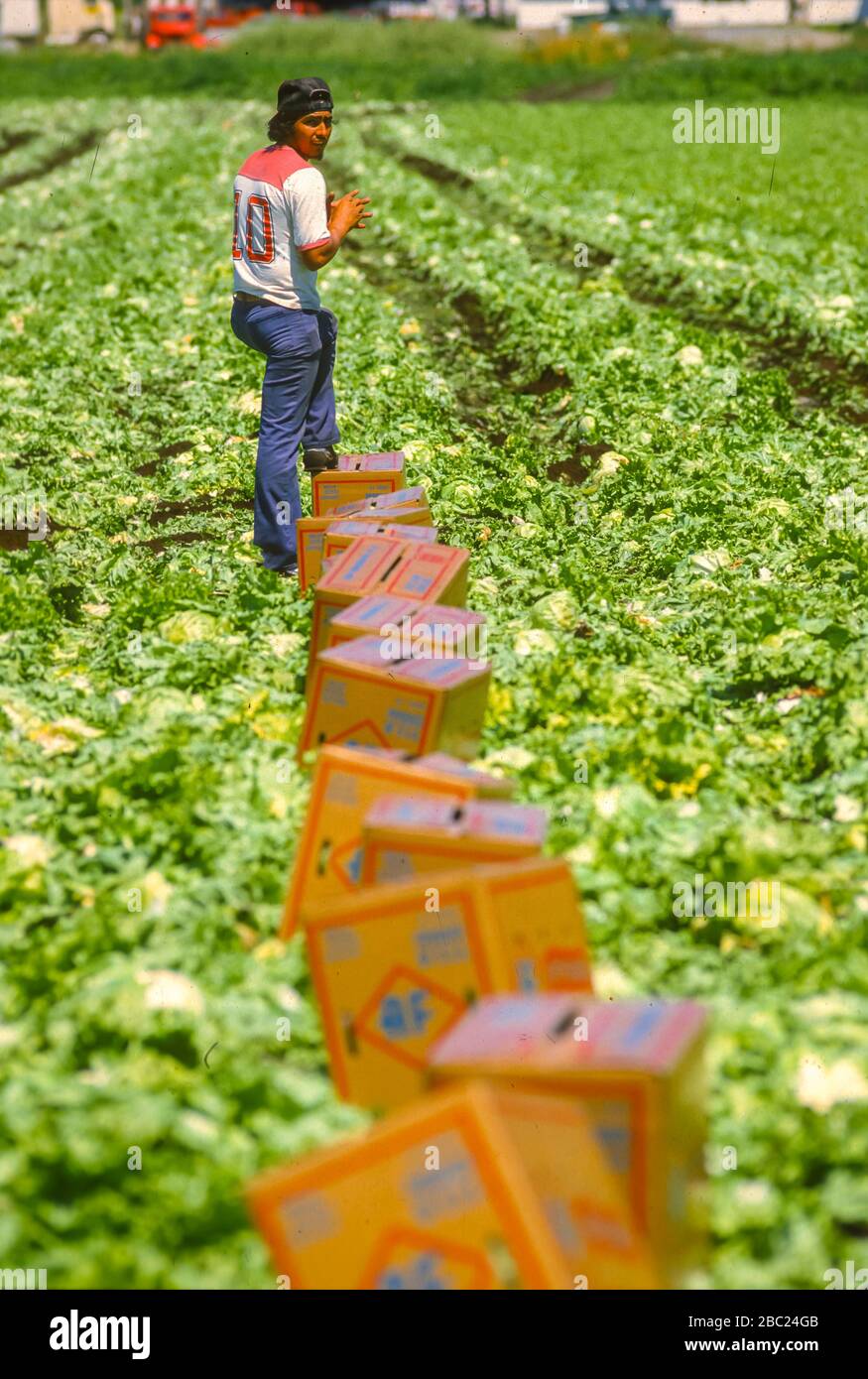OSWEGO COUNTY, NEW YORK, USA, JULY 1985 - Migrant worker harvesting lettuce in muck fields. Stock Photo