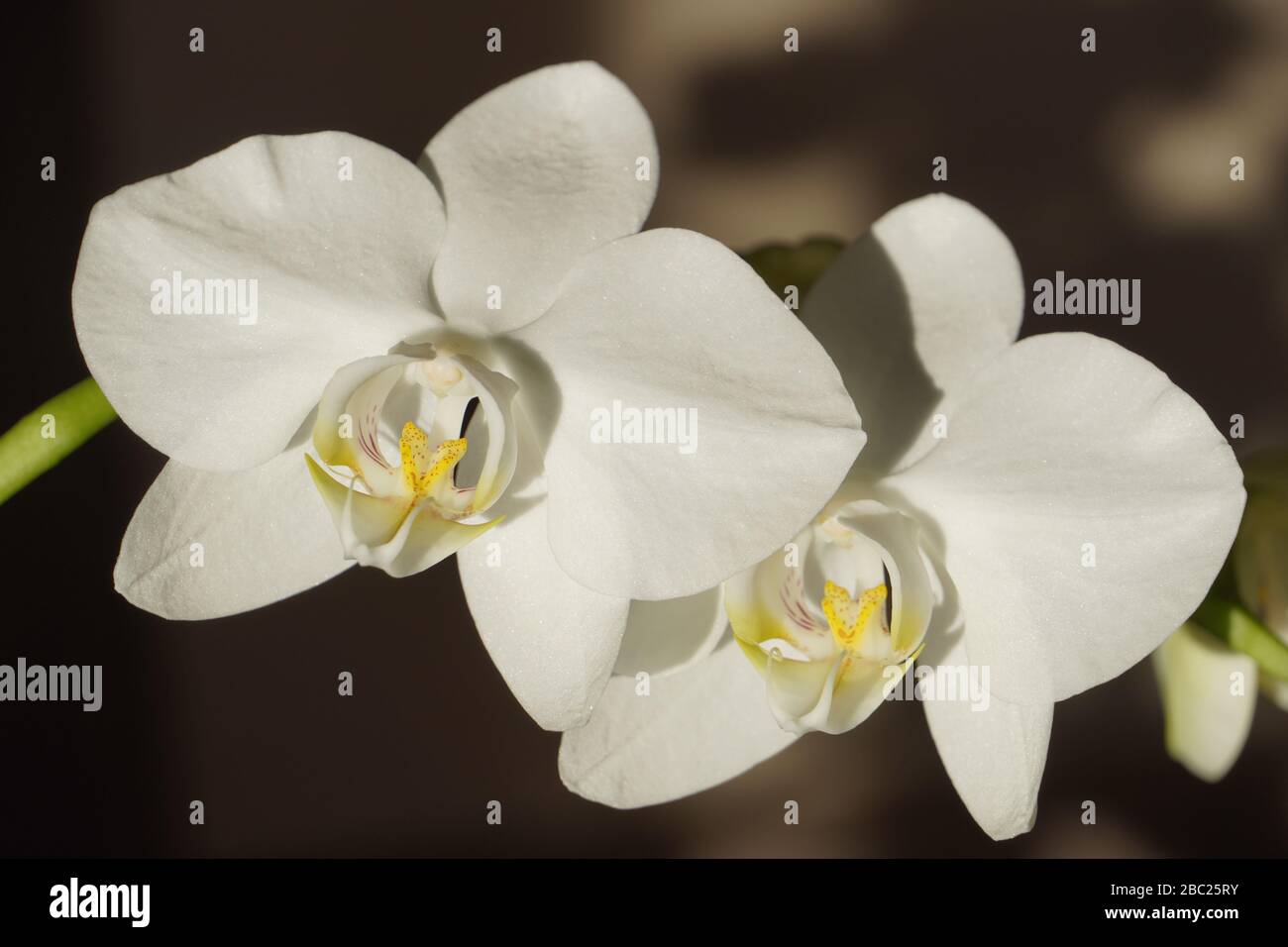 Background little white flowers hi-res stock photography and images - Alamy